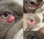 Traditional Cherry Eye Treatments and Alternative Approaches can Help Your Dog