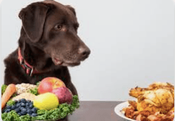 Vegan Diets for Dogs are Not Healthy