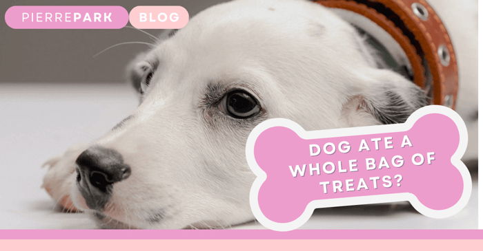 My Dog Ate a Whole Bag of Treats: What to Do Next in 4 Steps