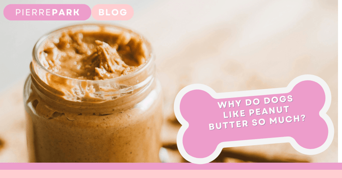 Why Do Dogs Like Peanut Butter So Much?