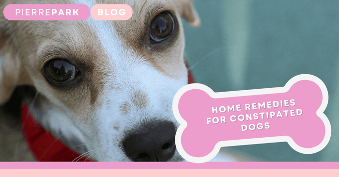 How To Treat Dog Constipation At Home: 3 Easy Methods