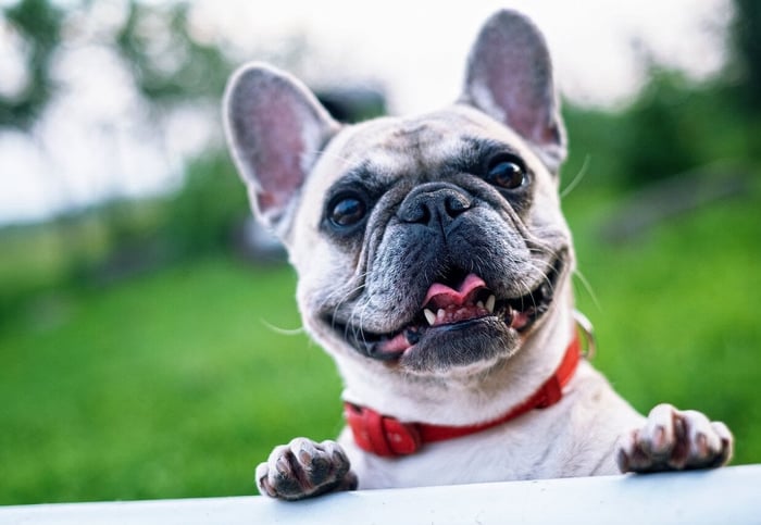 French Bulldog Information and Characteristics
