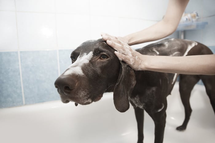 How Often Can You Bathe a Dog?