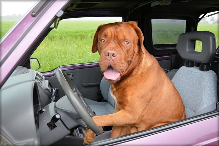 How to Choose the Perfect Dog Car Seat in 2024