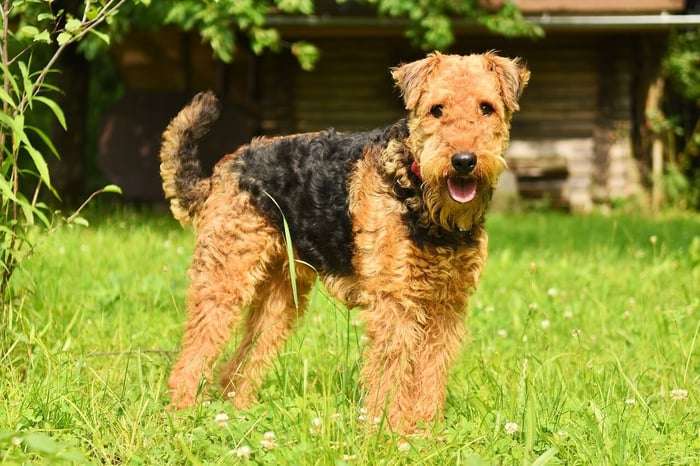 Airedale Terrier: Everything You Need to Know