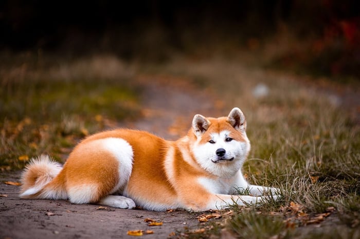 Akita Information & Characteristics