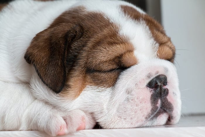 What Are the Effects of Sleeping With Your Dog in Bed?