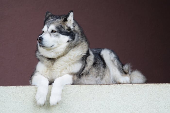 Alaskan Malamute Information and Characteristics