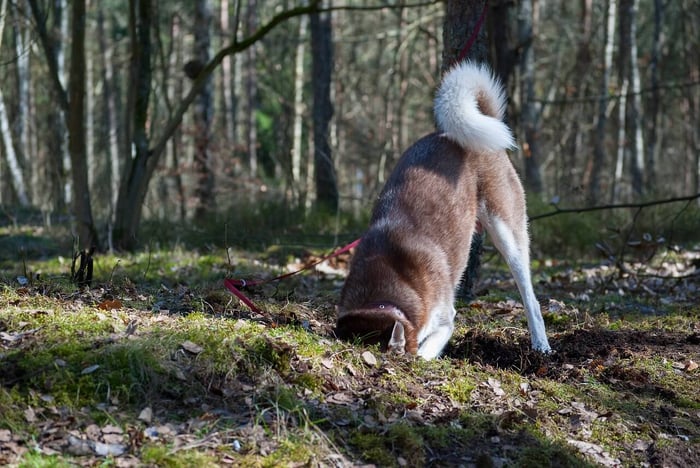 Why Do Dogs Eat Dirt? Find Out Now!