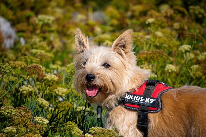 Cairn Terrier Information and Characteristics