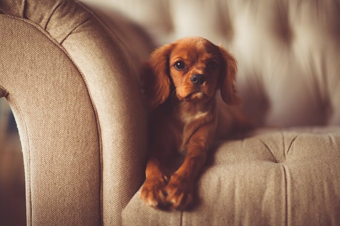 How to Choose a Couch Cover For Dogs in 2024