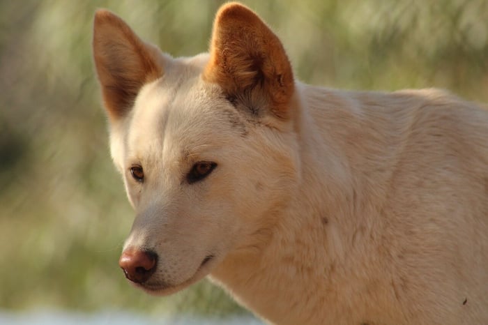 Dingo Information and Characteristics