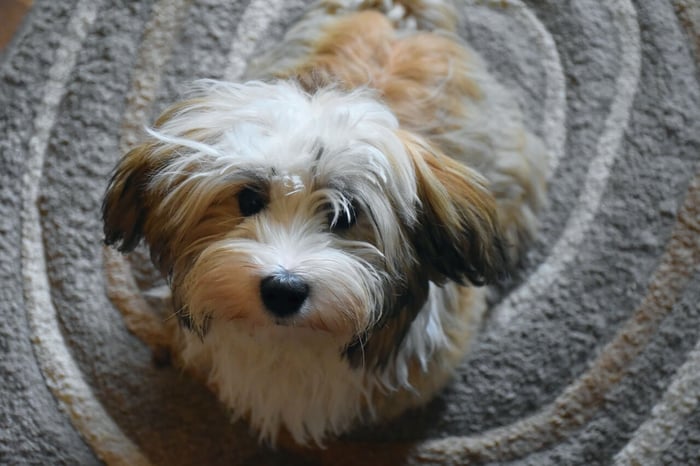 Havanese Dog Breed: Temperament, Grooming & Care