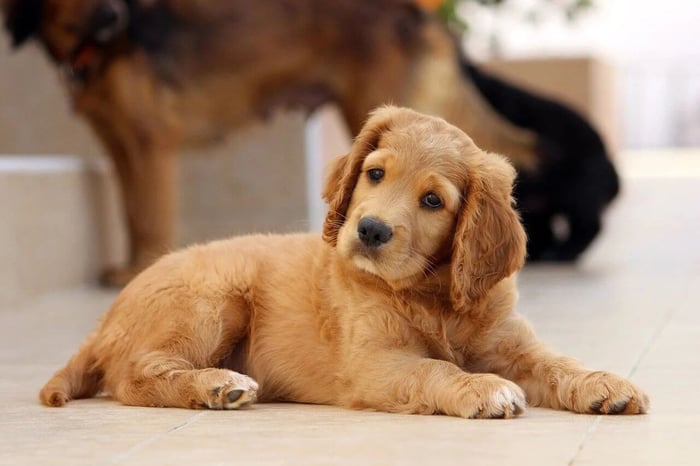 Grooming Tips for Dogs: Choosing the Right Products for Cold Weather Care