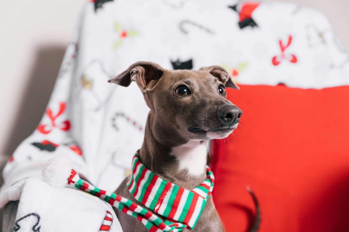 The Ultimate Christmas Gift Guide for Pet Owners: Stylish and Practical Ideas