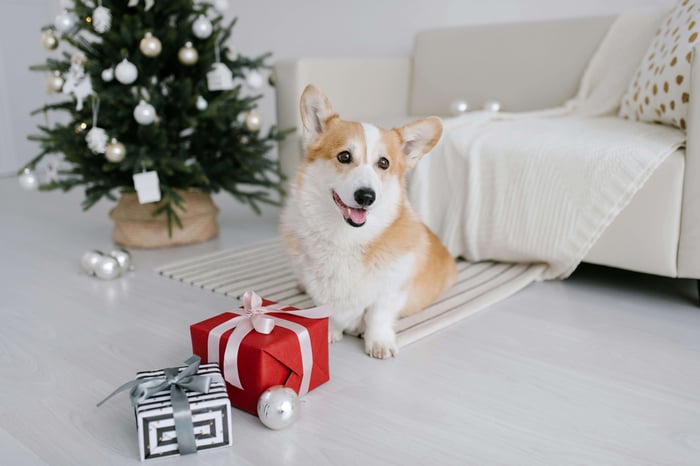 Christmas Gift for Pets: How to Create a Retreat with Beds, Blankets, and More