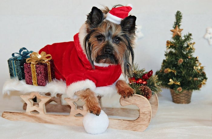 Top Christmas Gifts for Pets: Beds, Covers, and Accessories They’ll Love
