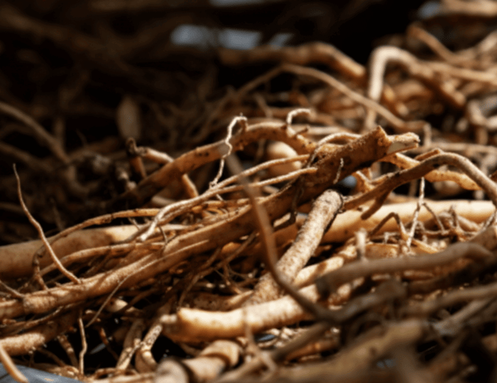 A Dive Into Kava Reverse Tolerance – Why Some People Report Feeling Nothing at First