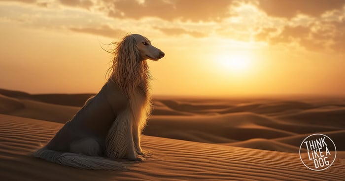 Afghan Hound on desert dunes at sunset, bathed in golden hour light. Calm, elegant, and inspired by THiNK LiKE A DOG resilience.