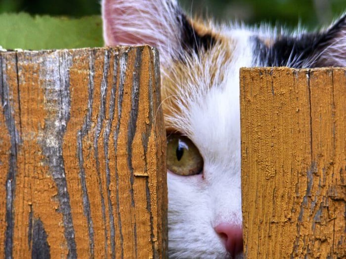 You can observe a lot just by watching