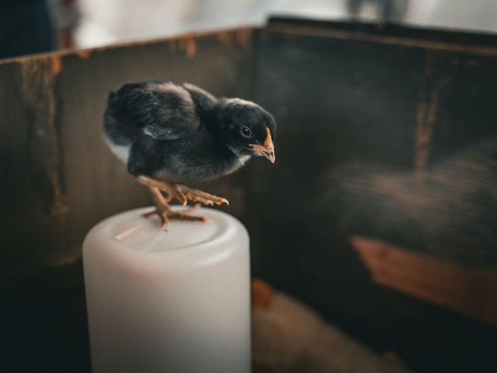 Grit for Chicks: When to Start and Why It Matters