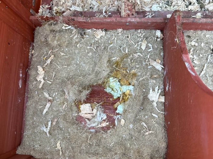 How to Stop Chickens from Eating Eggs