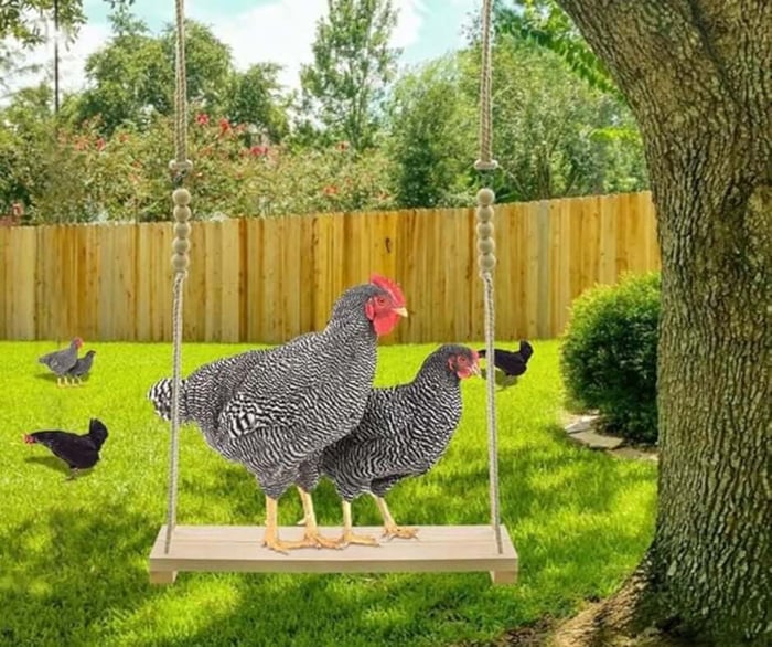 Summer Chicken Boredom Busters