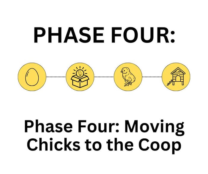 Moving Chicks to the Coop: Timing & Smooth Transition