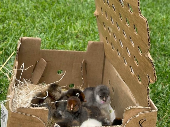 Is Your Coop Ready for Spring? 7 Things to Check Before Chick Season