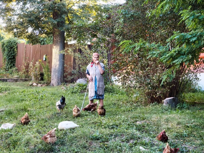 Backyard Projects With Chickens
