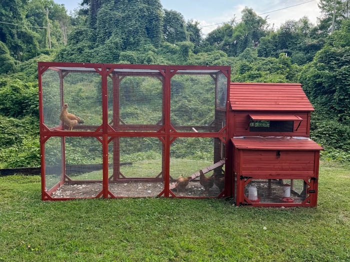 How Much Space Do Chickens Need? A Guide to Happy, Healthy Flocks