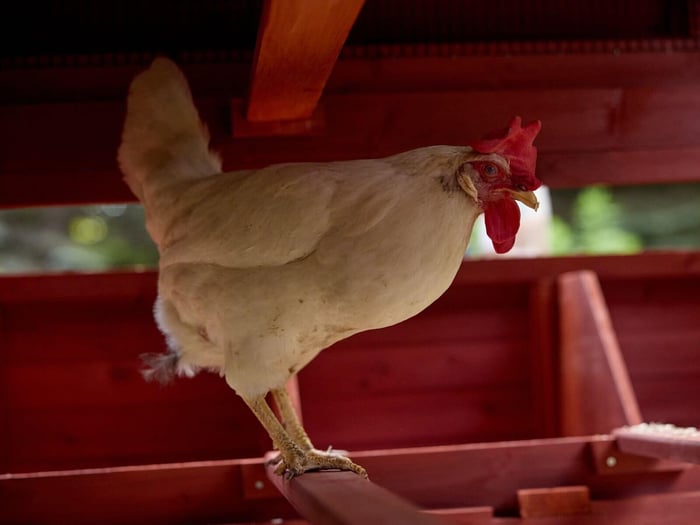 Bedtime Routine: How to Train Chickens to Return to the Coop