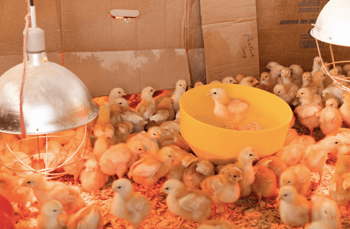 Brooding 101: How Long Do Chicks Need A Heat Lamp