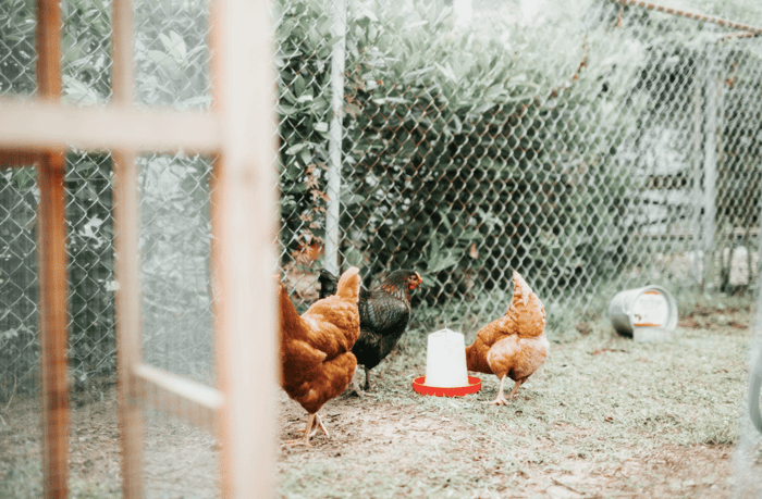 Chicken Feeder: 4 Best Practices for Feeding and Maintenance