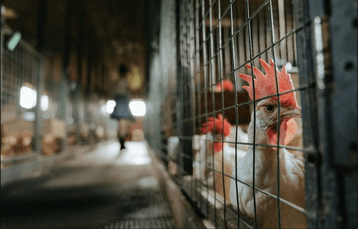 Chicken Heater: 4 Tips to Safely Use One In a Coop