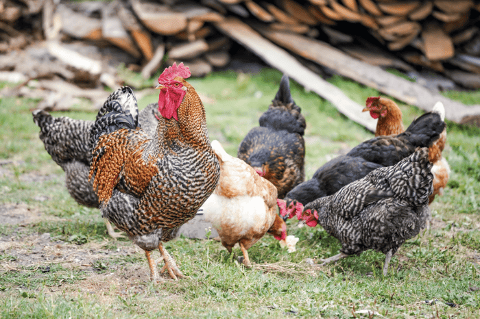 Chicken Coop on Wheels vs Immovable Coop: How to Pick the Best Fit