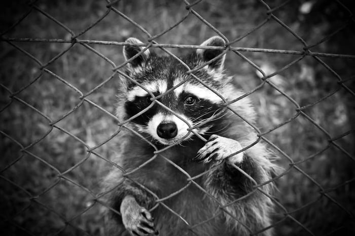 Do Racoons Eat Chickens: 5 Tips to Protect Your Chickens
