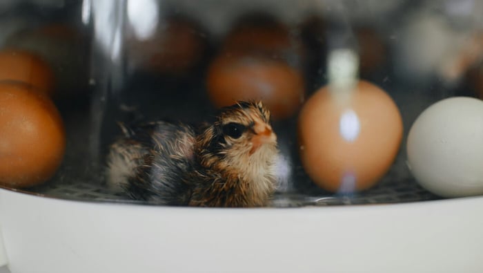 Incubator for Eggs: How to Ensure Optimal Hatching