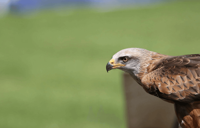 How to Keep Hawks Away From Chickens in Your Backyard