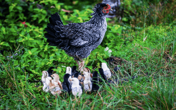 How to Protect Chickens From Predators
