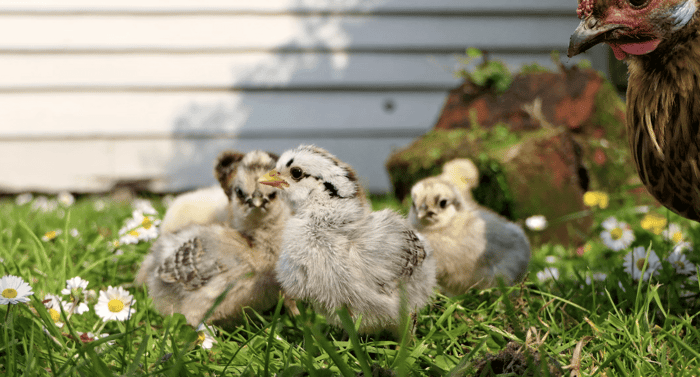 When Can Chicks Go Outside?