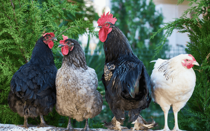 Wry Neck in Chickens: What It Is and How to Prevent It