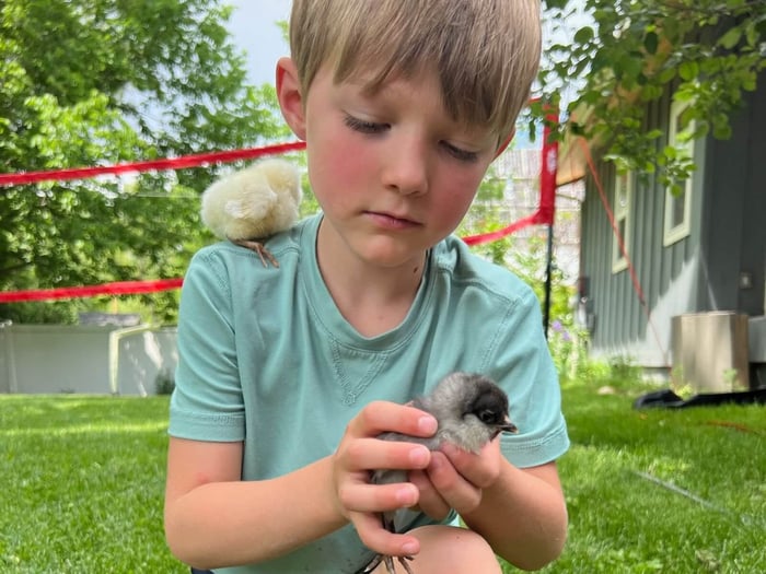 Baby Chick Care: What’s Normal, What’s Not, & When to Worry