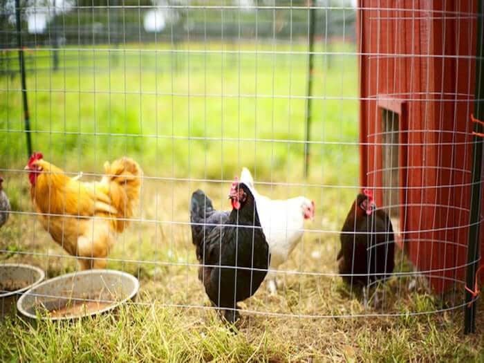 Chicken Coop Accessories That Actually Make Life Easier