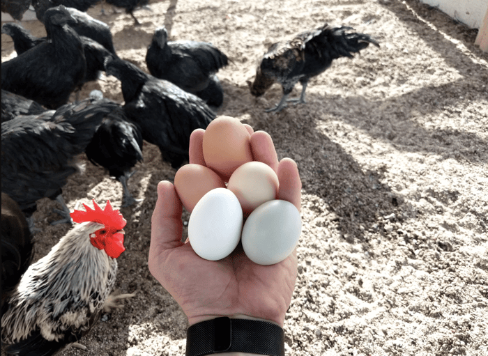 How to Pick the Best Chickens for Eggs for Your Backyard