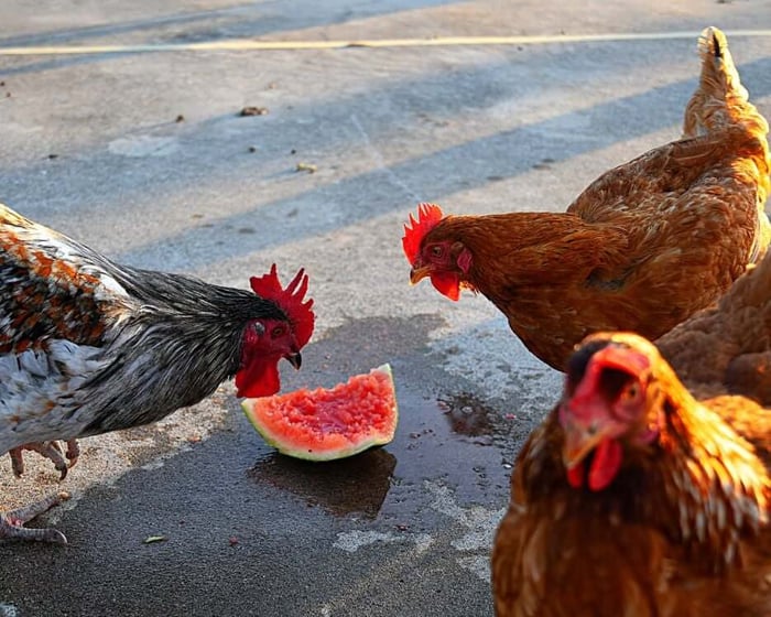 Chicken Treats for Summer: Easy DIY Ideas Your Flock Will Love