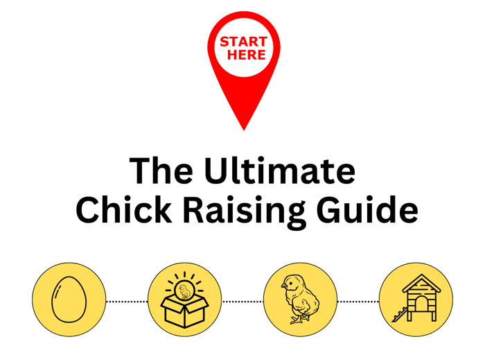 From Hatch to Hen: The Ultimate Chick Guide