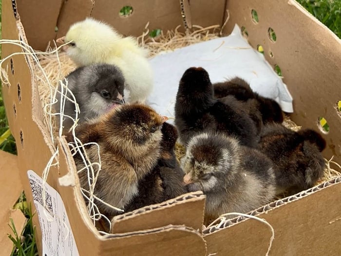 Baby Chicks: The Questions We Hear Every February