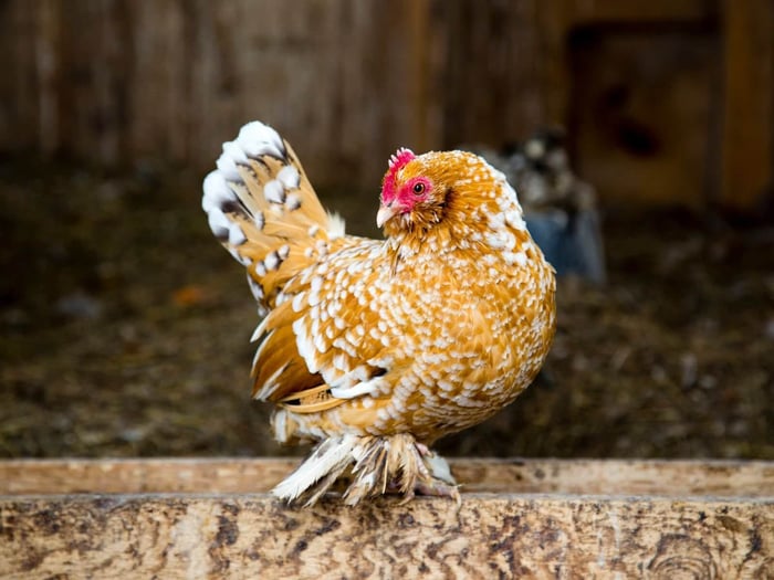 Meet the Chickens With Fluffy Feet