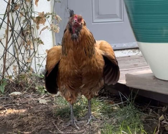 How to Keep Chickens Cool in Summer
